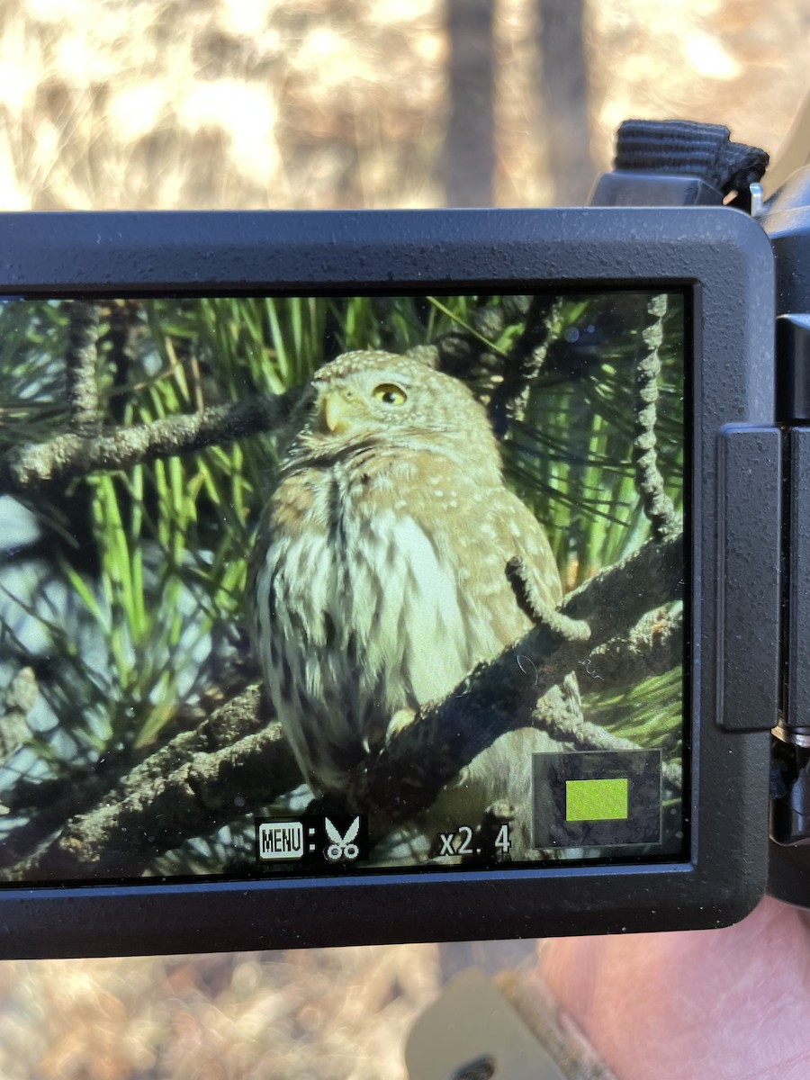 Northern Pygmy-Owl - ML610942890