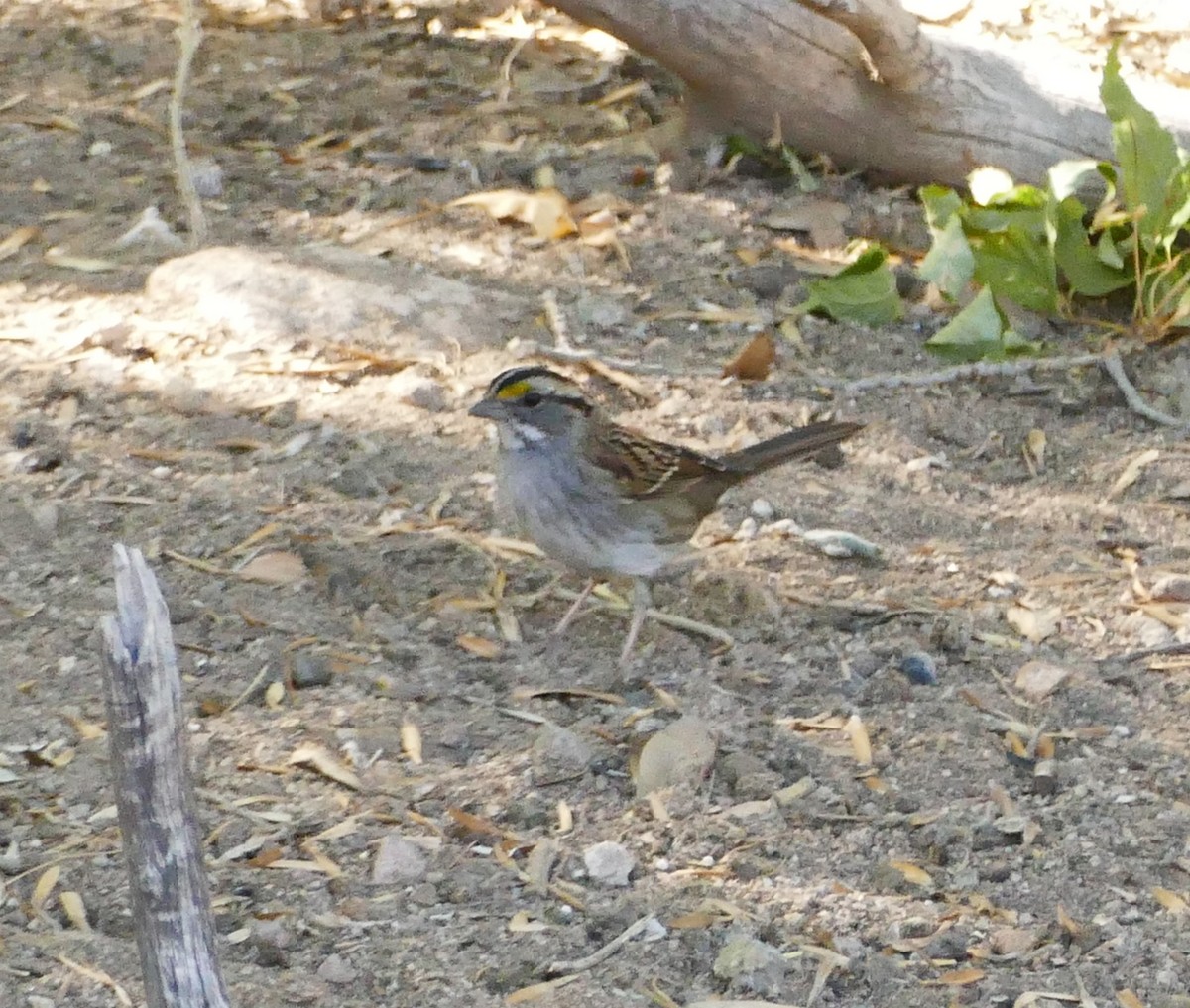 White-throated Sparrow - ML610943137