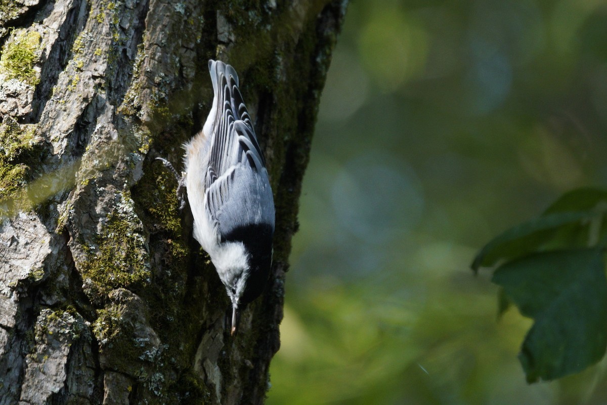 White-breasted Nuthatch - ML610943233