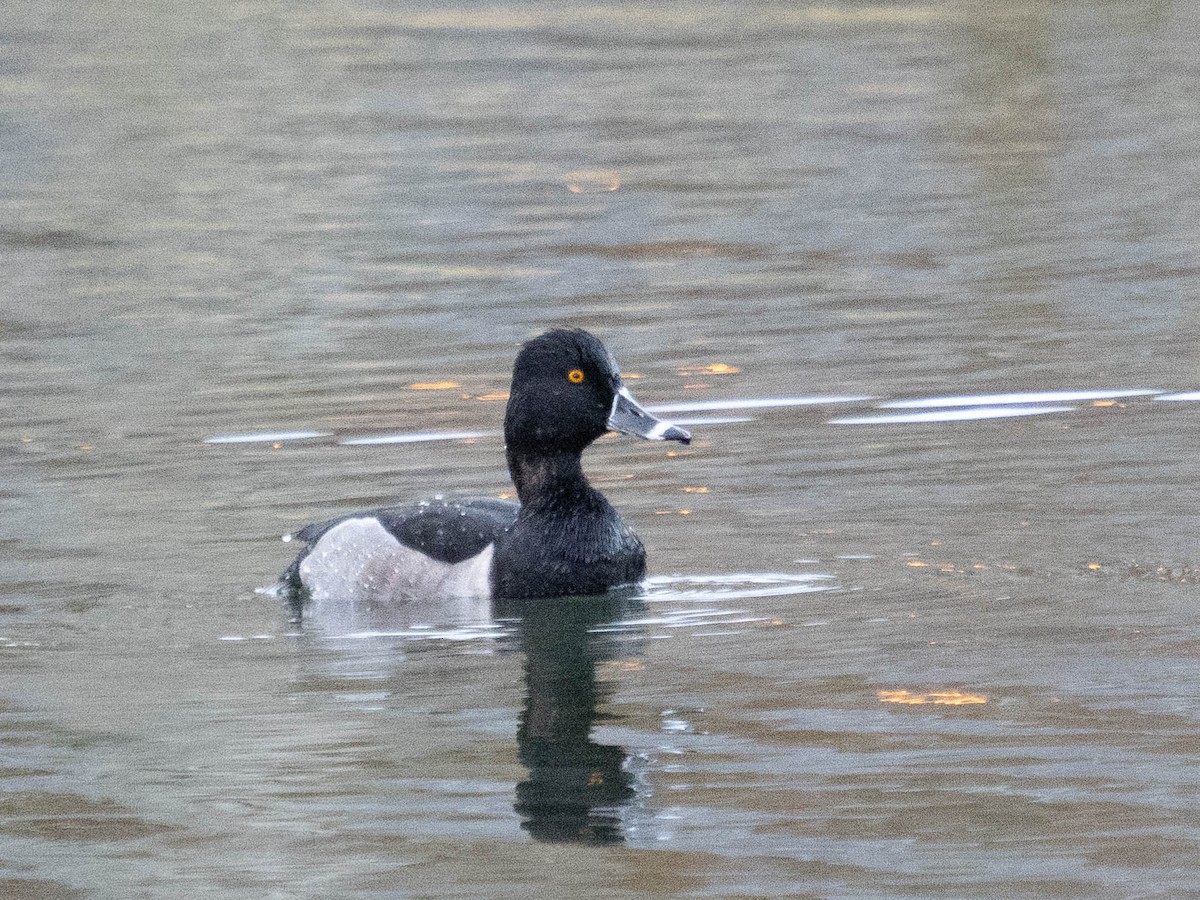 Ring-necked Duck - ML610943254