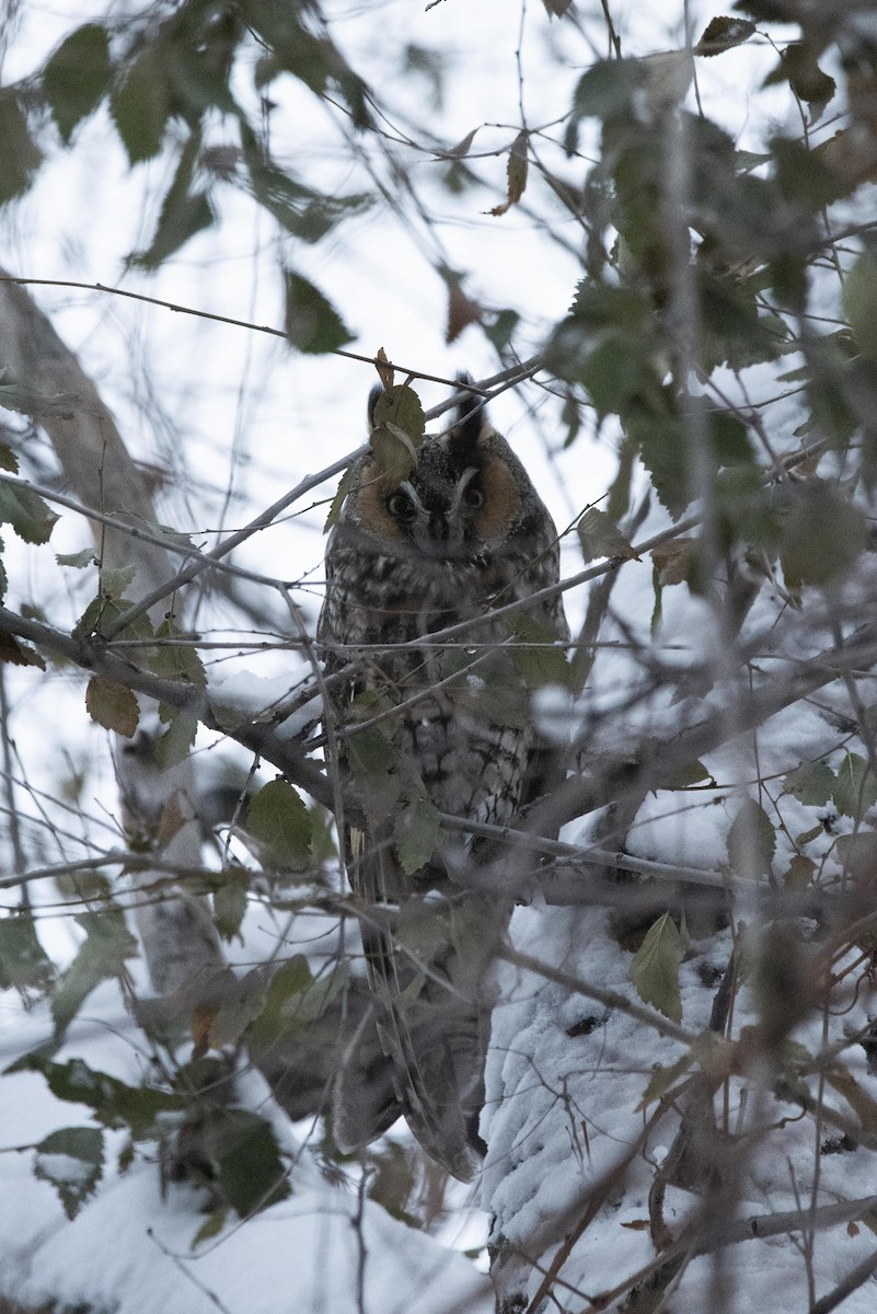 Long-eared Owl - ML610943411