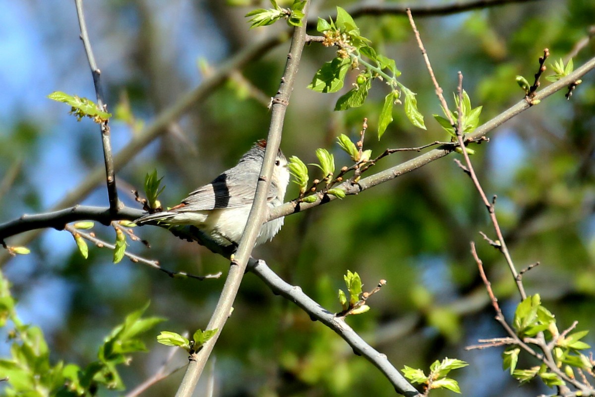 Lucy's Warbler - ML610943470