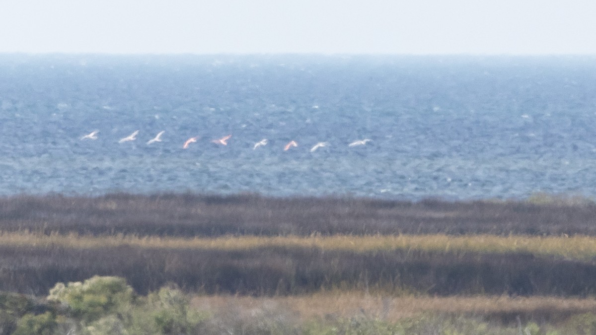 Amerika Flamingosu - ML610943863