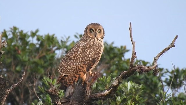 Short-eared Owl - ML610944271