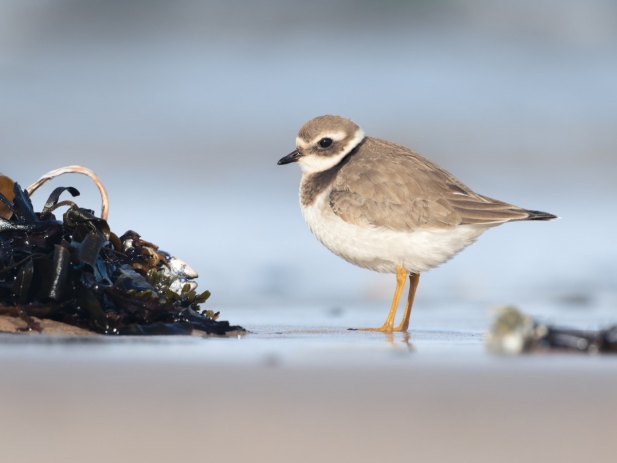 Common Ringed Plover - ML610944798