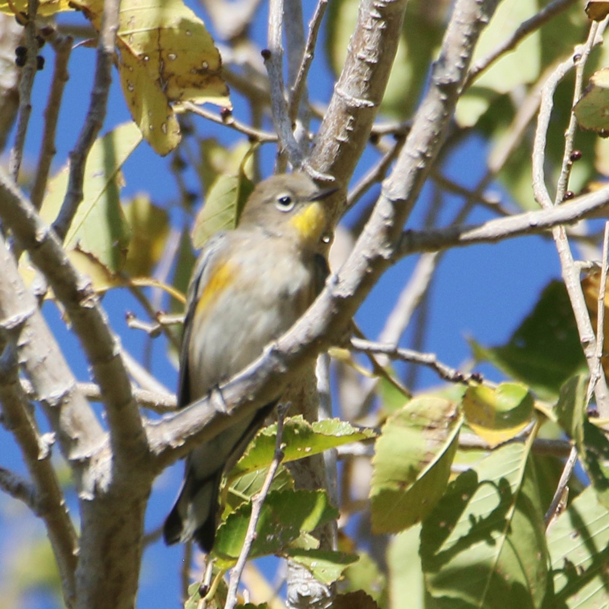 Yellow-rumped Warbler (Audubon's) - ML610944996