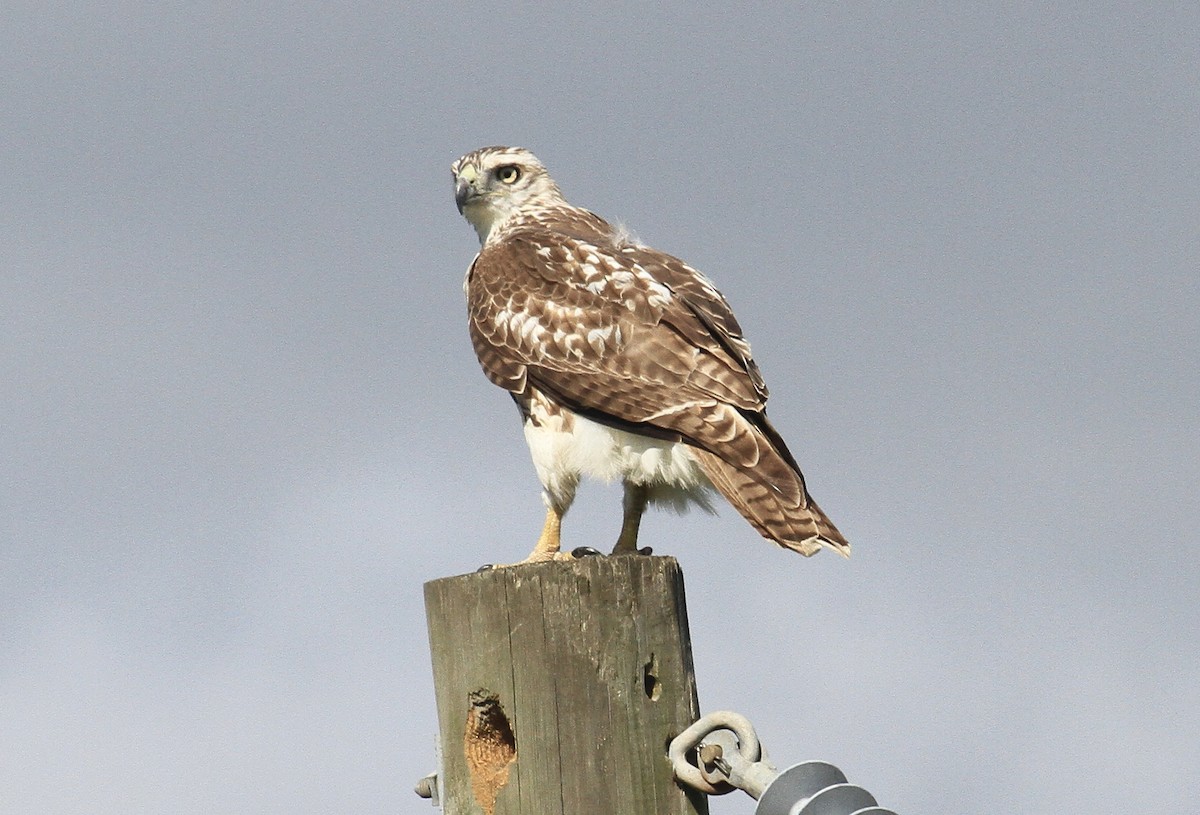 Red-tailed Hawk - ML610945533