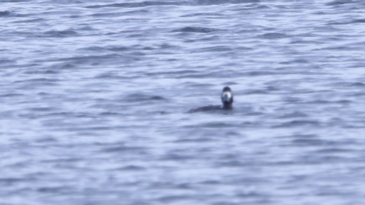 Greater Scaup - ML610945635