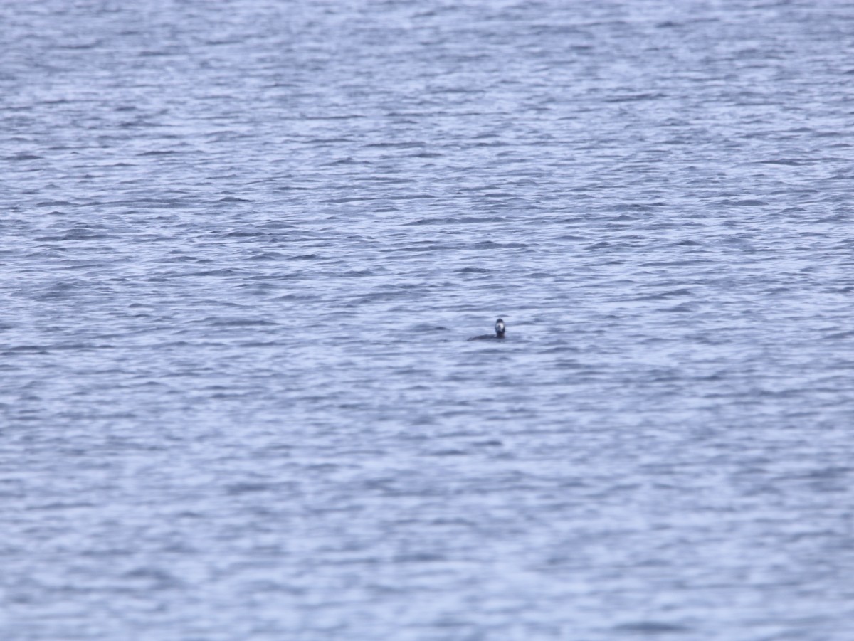 Greater Scaup - ML610945636