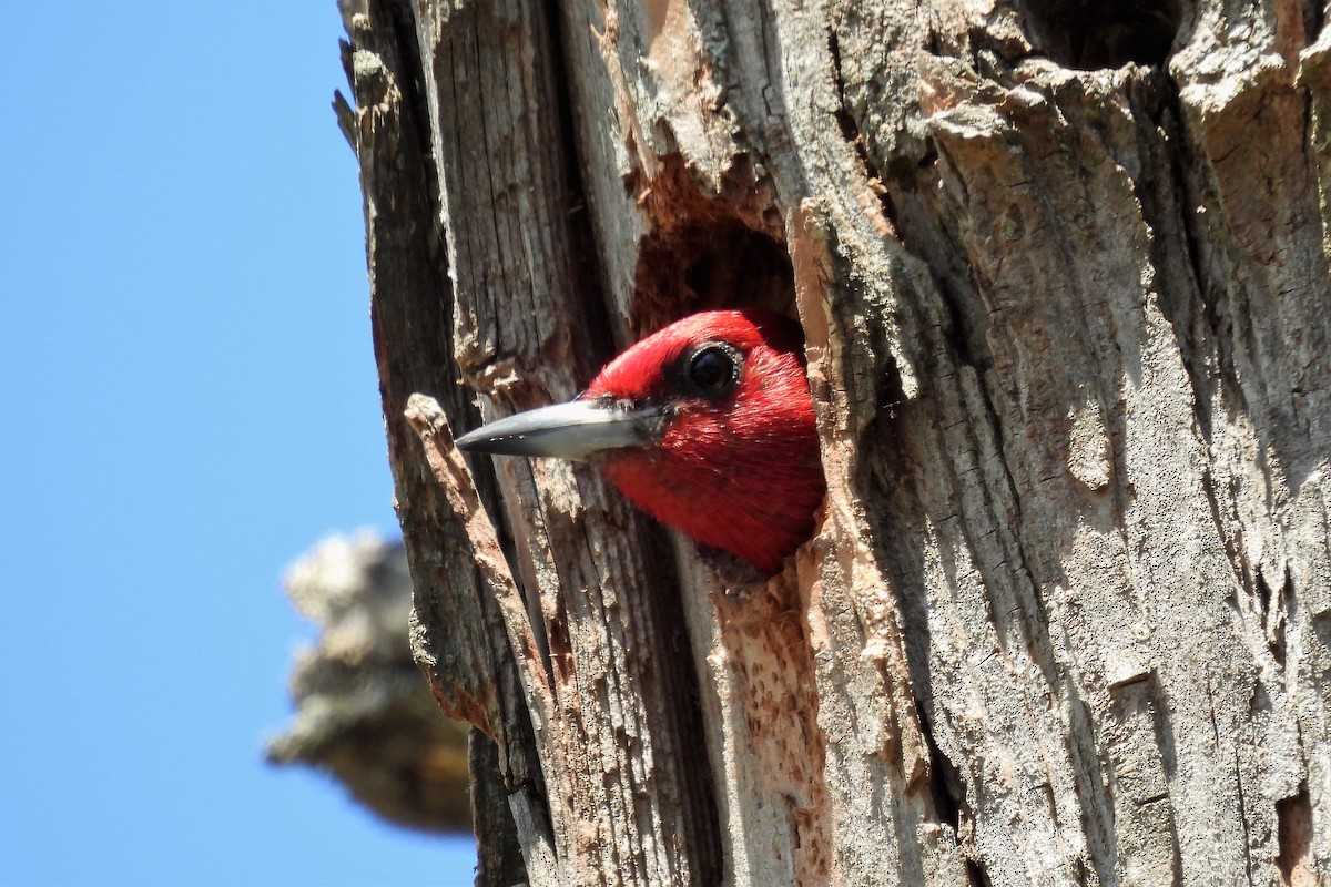 Red-headed Woodpecker - ML610945930