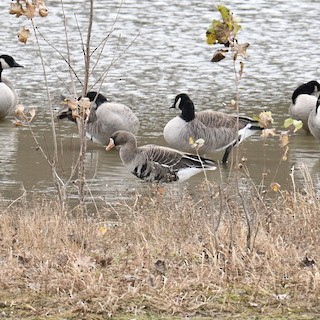 Greater White-fronted Goose, ML610945953