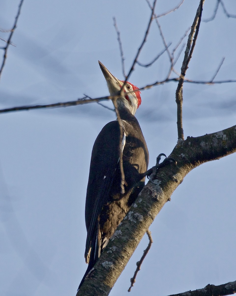 Pileated Woodpecker - ML610946112