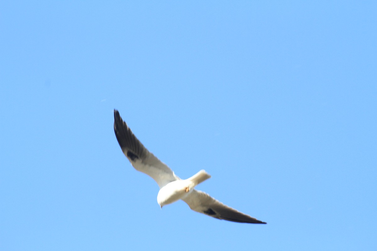White-tailed Kite - ML610946126