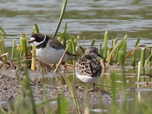 Semipalmated Plover - ML610946525