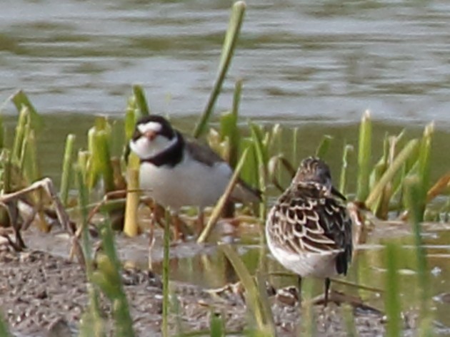 Semipalmated Plover - ML610946526