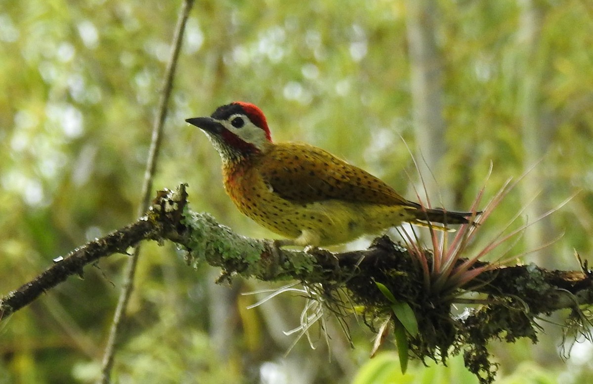Spot-breasted Woodpecker - ML610946781