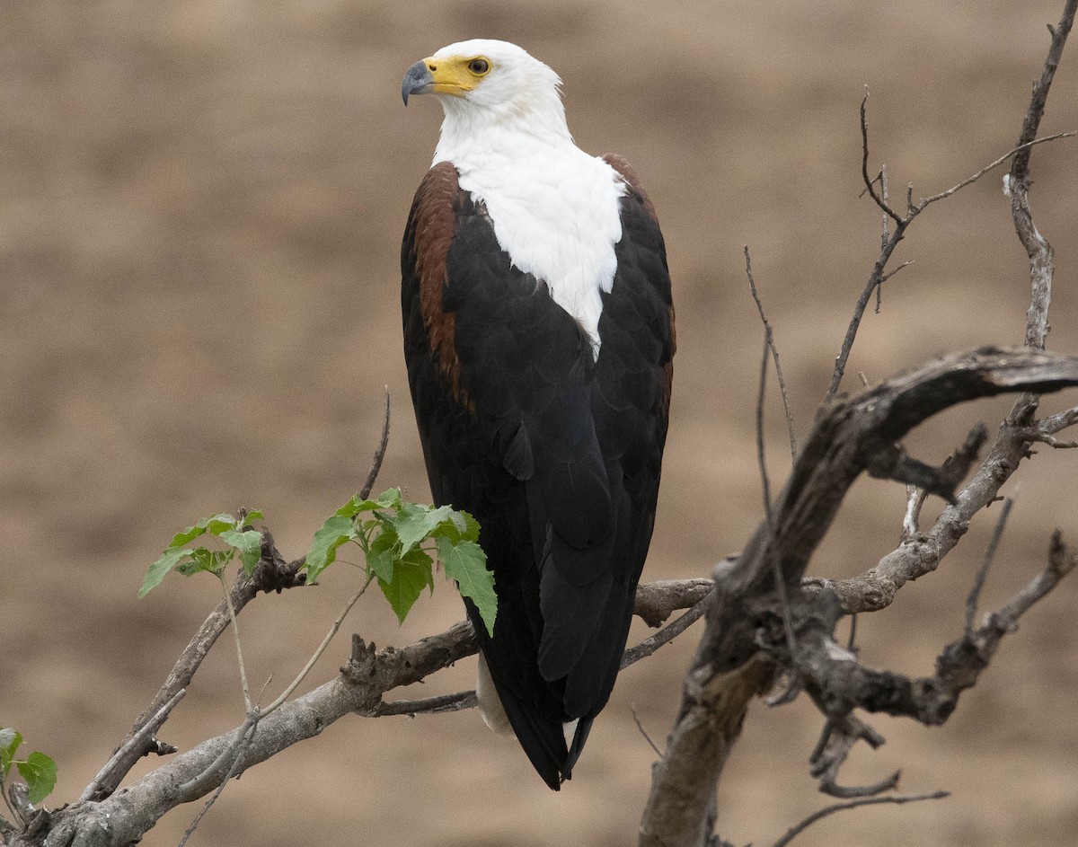 African Fish-Eagle - ML610946804