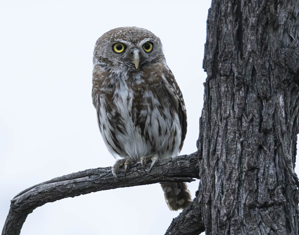 Pearl-spotted Owlet - A Huang Winoto