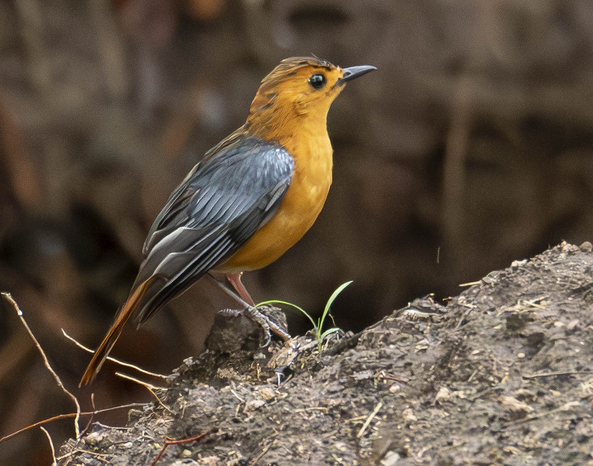Red-capped Robin-Chat - A Huang Winoto