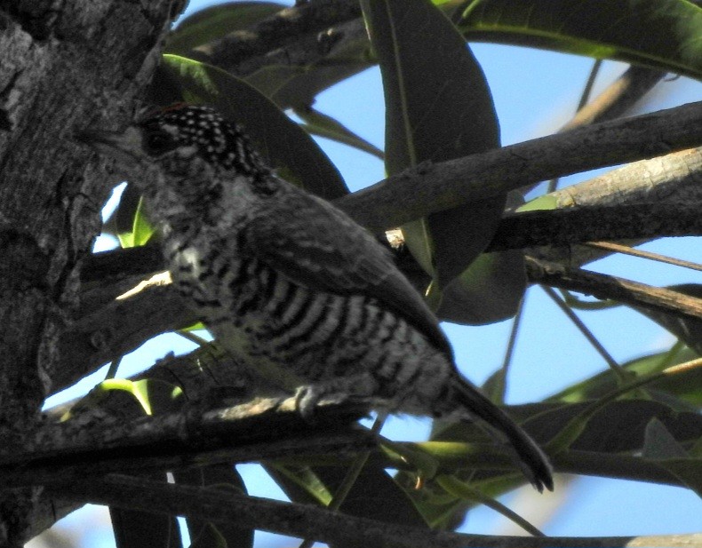 White-barred Piculet - ML610947012
