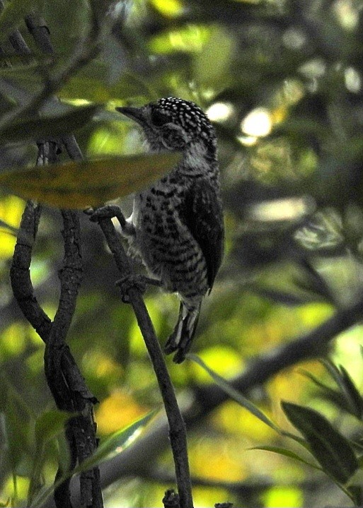 White-barred Piculet - ML610947013