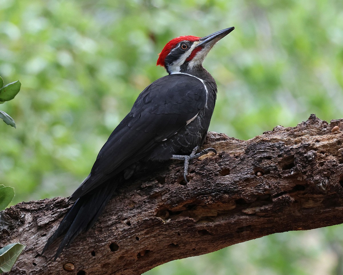Pileated Woodpecker - ML610947104