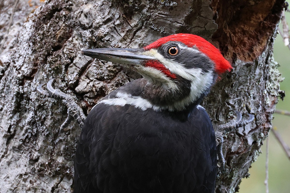 Pileated Woodpecker - ML610947105