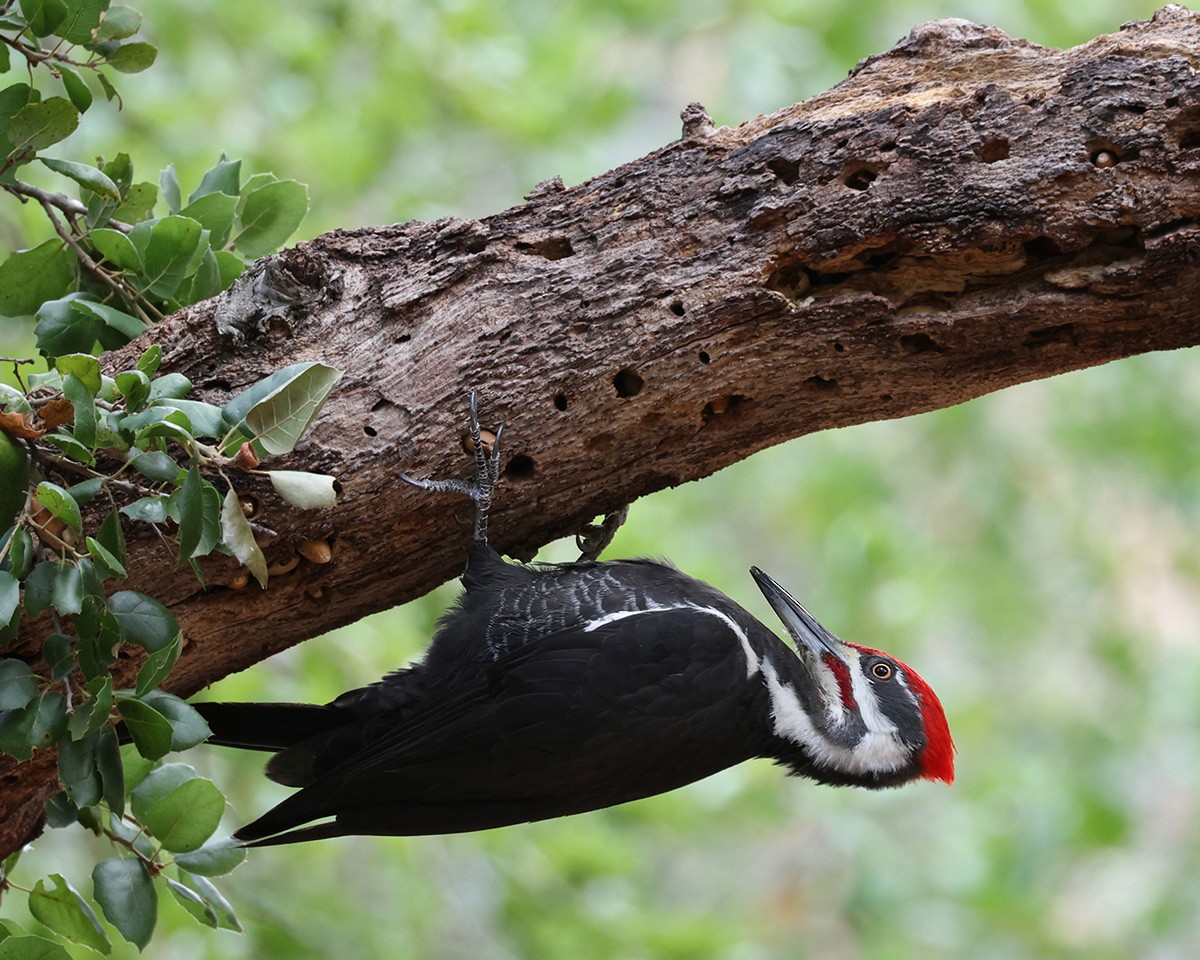 Pileated Woodpecker - ML610947106