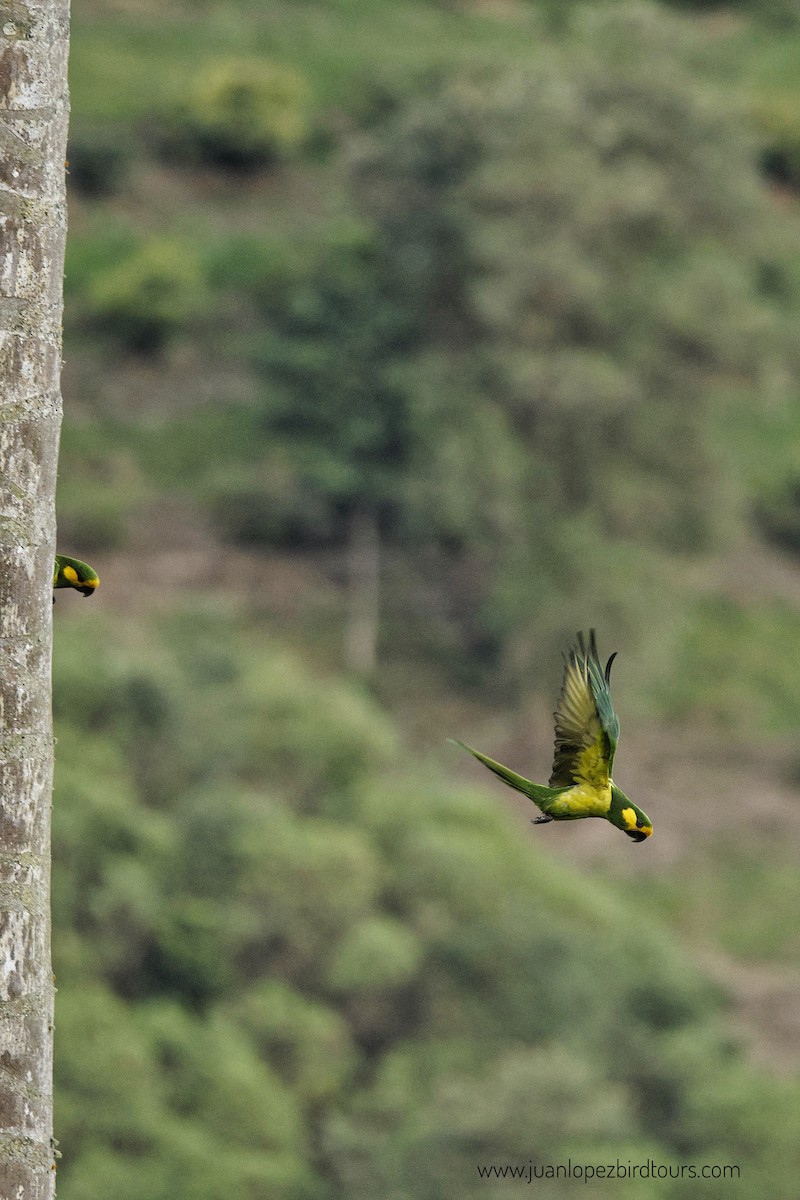 Yellow-eared Parrot - ML610947207