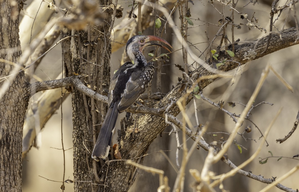 Southern Red-billed Hornbill - Sergio Rivero Beneitez