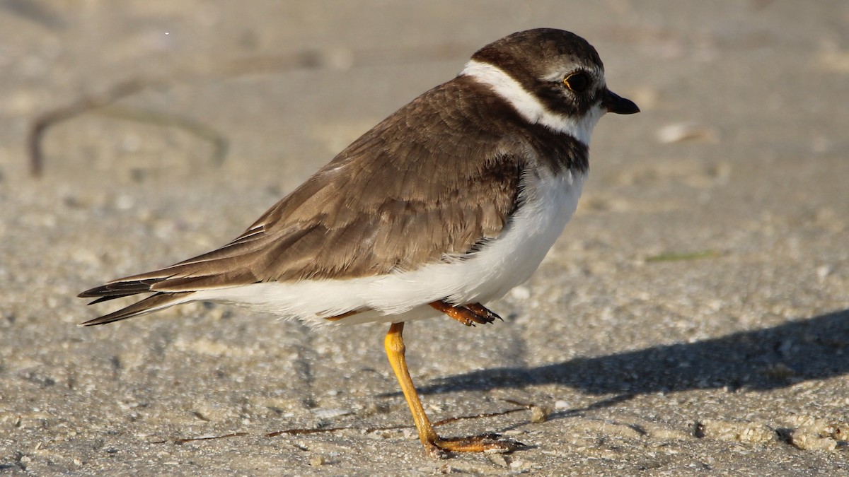 Semipalmated Plover - ML610947666