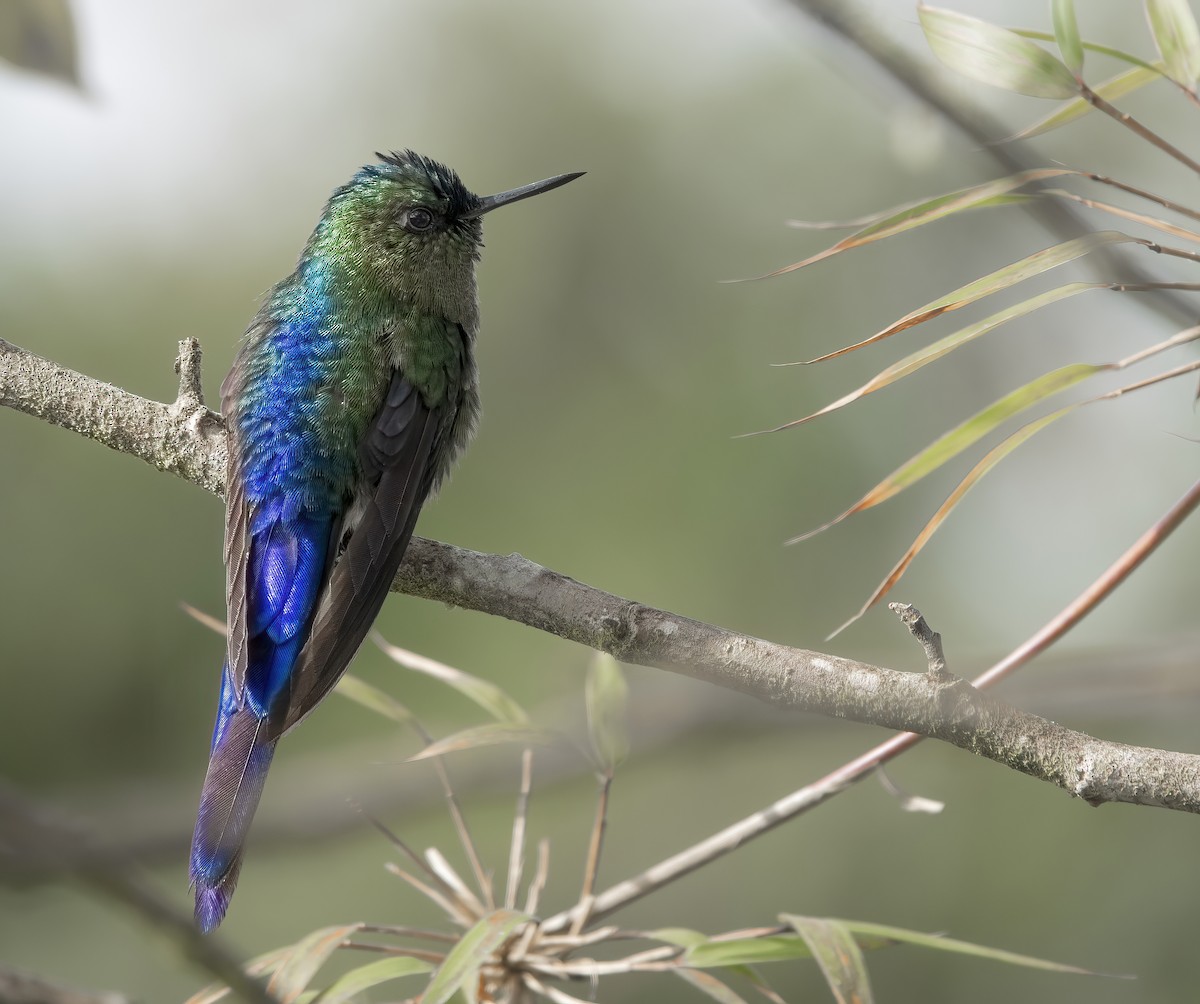 Violet-tailed Sylph - ML610947694