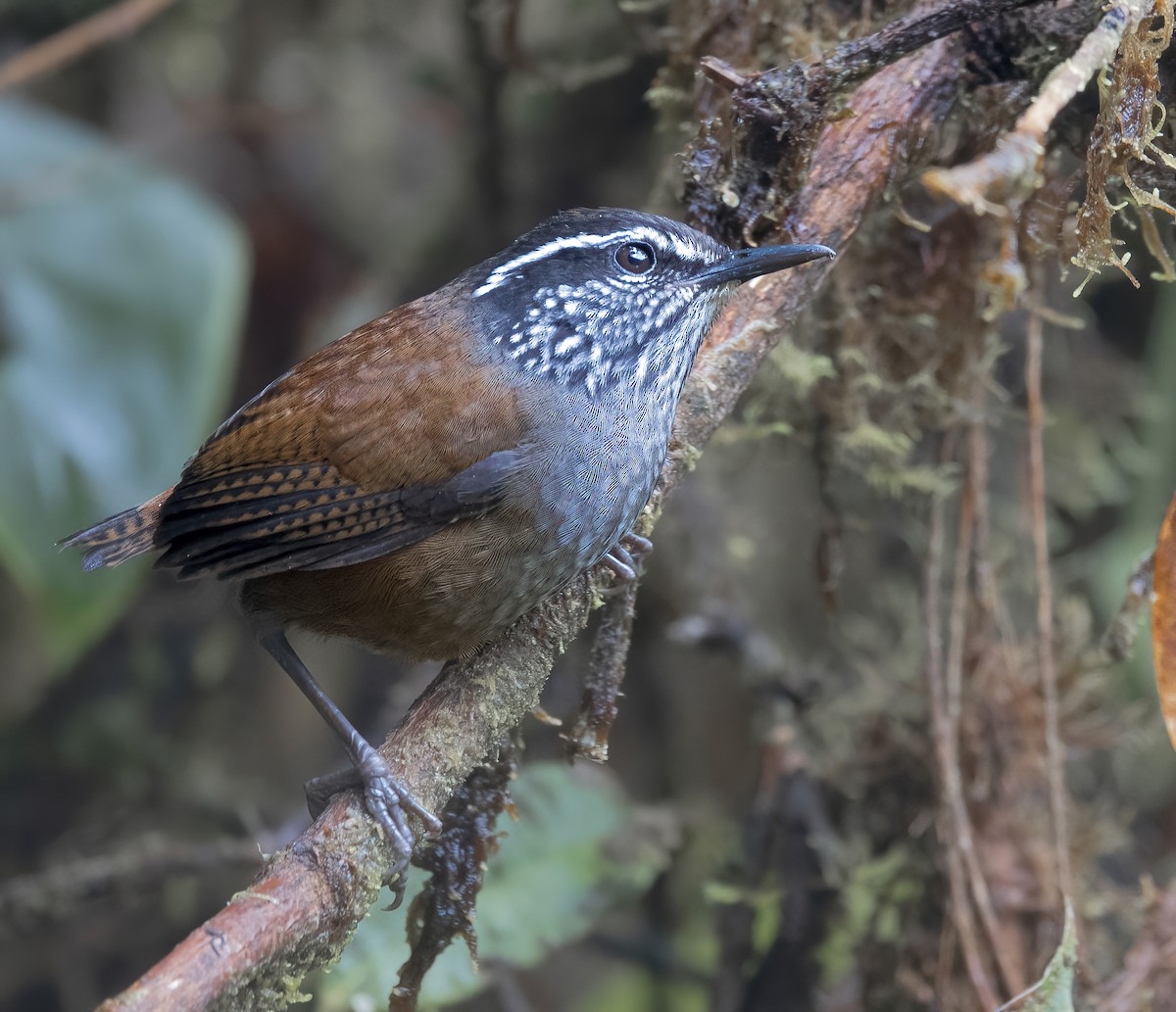 Munchique Wood-Wren - Oswaldo Cortes Bogota Birding