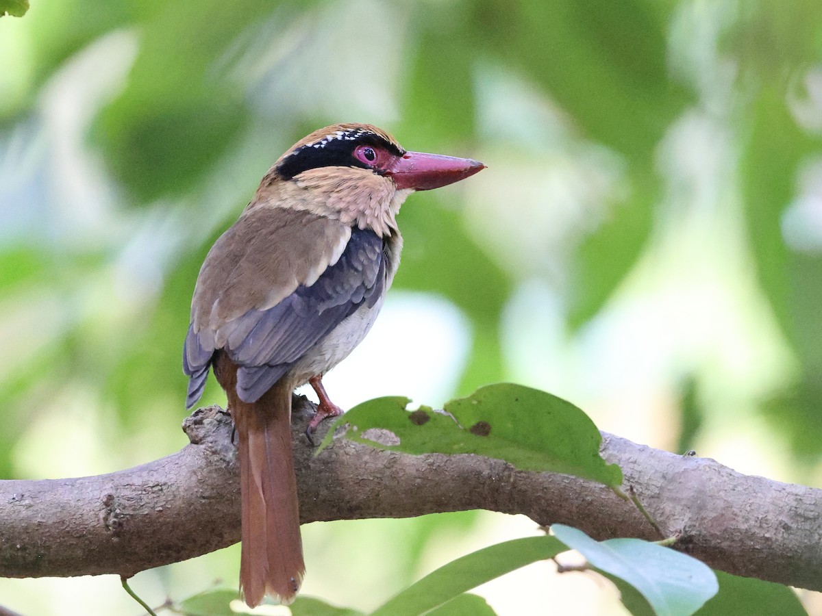 Sulawesi Lilac Kingfisher - ML610947776