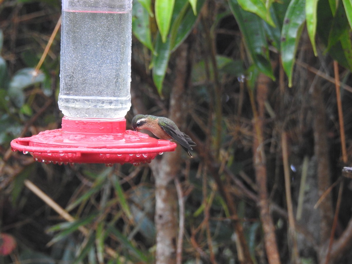 Speckled Hummingbird - ML610947833