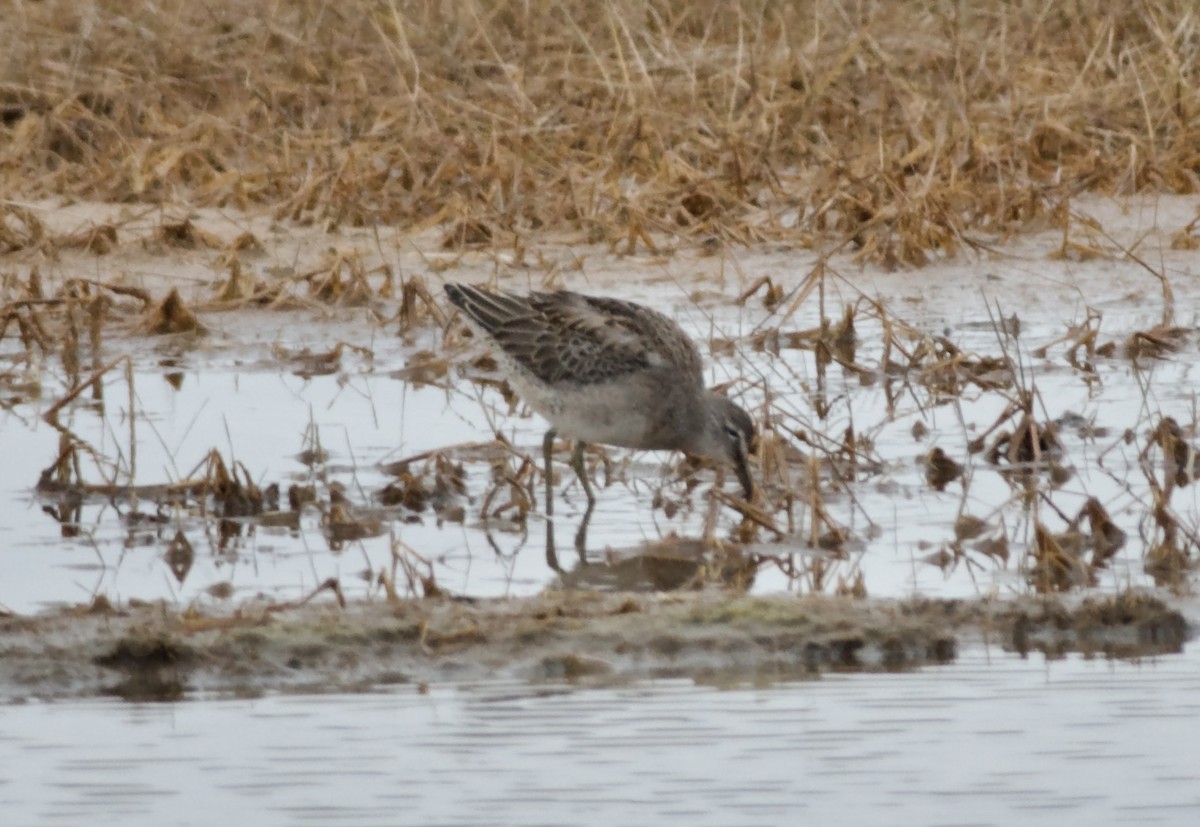 Long-billed Dowitcher - ML610948758