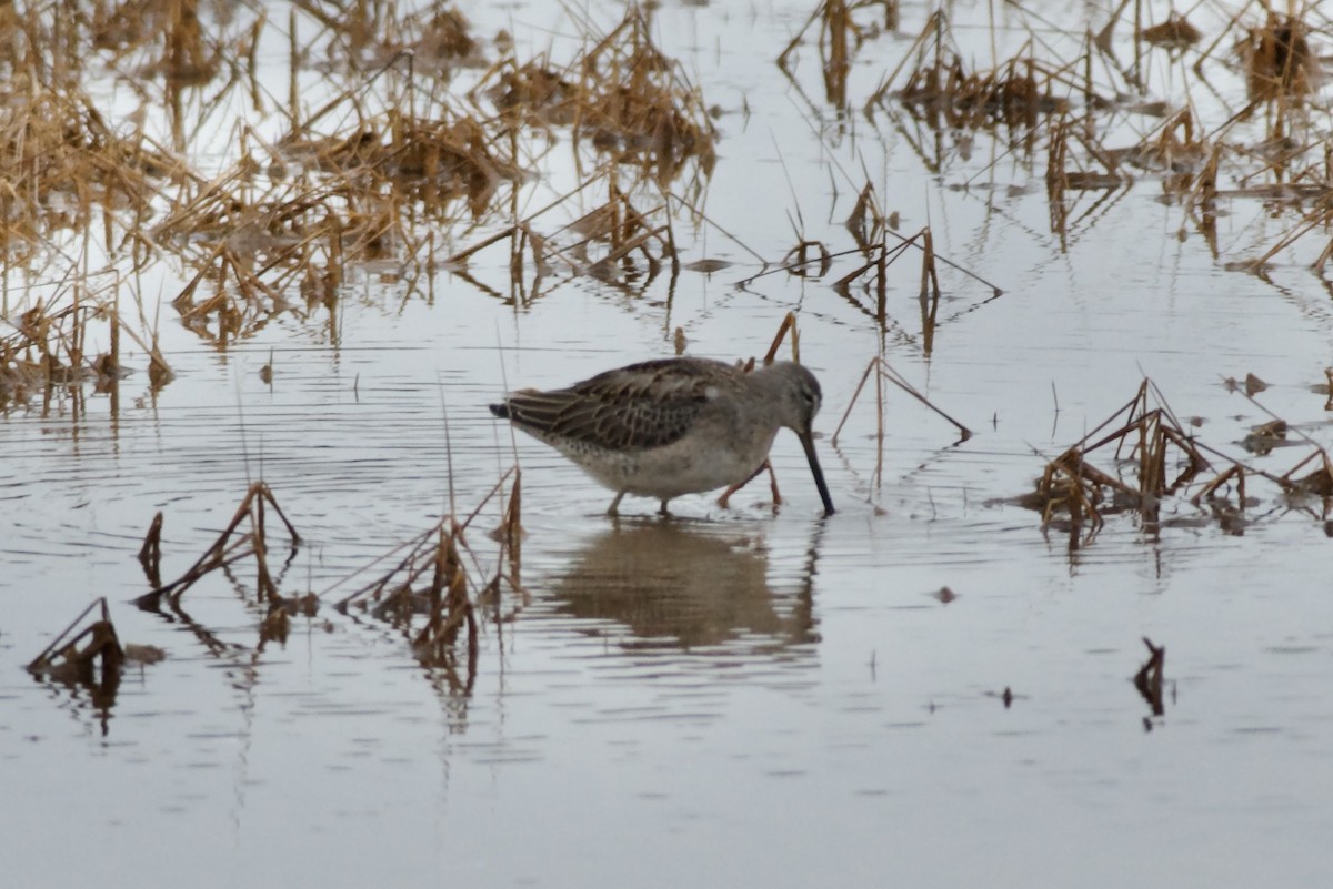 Long-billed Dowitcher - ML610948759