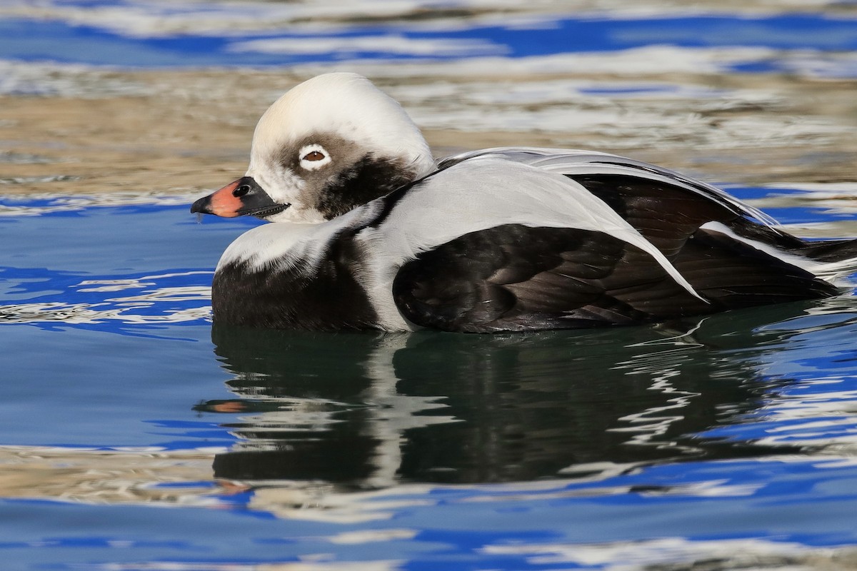 Long-tailed Duck - ML610948814