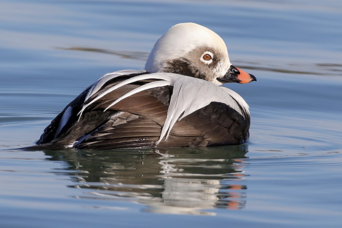 Long-tailed Duck - ML610948815