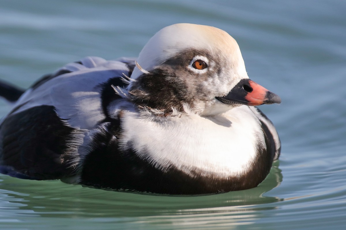 Long-tailed Duck - ML610948817