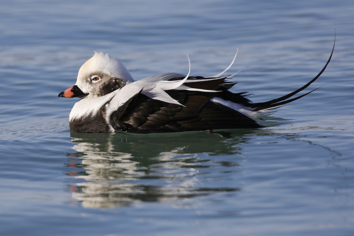 Long-tailed Duck - ML610948820