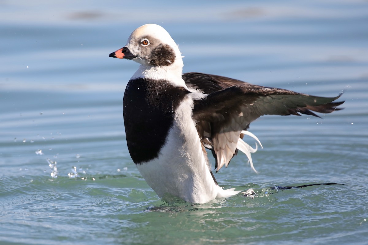 Long-tailed Duck - ML610948825