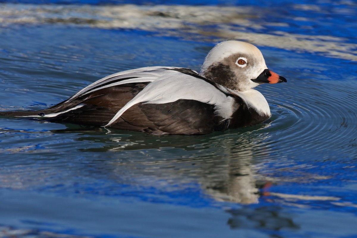 Long-tailed Duck - ML610948826