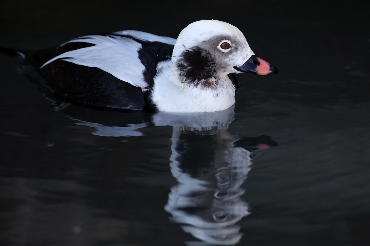 Long-tailed Duck - ML610948827