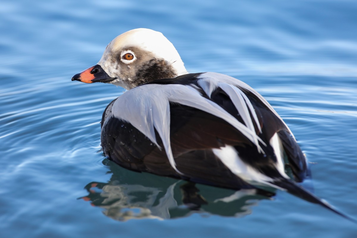 Long-tailed Duck - ML610948829
