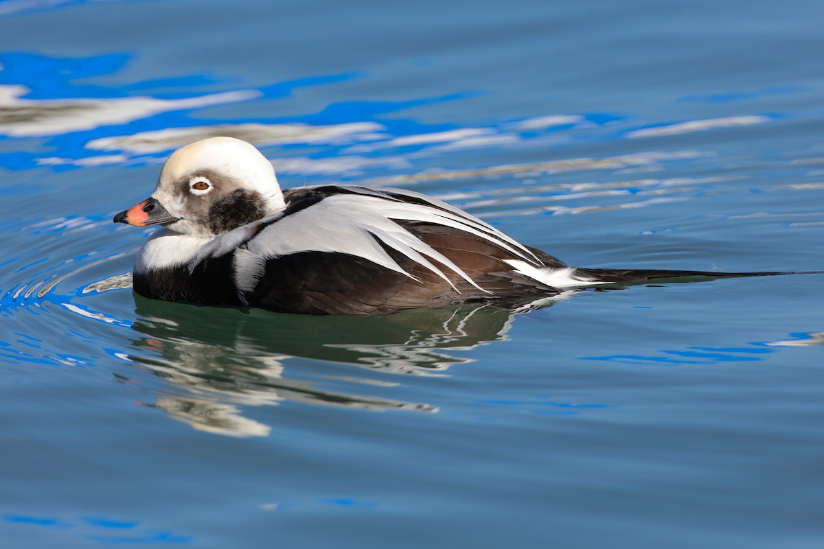 Long-tailed Duck - ML610948830