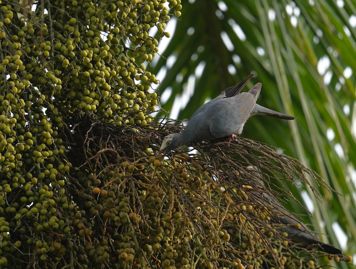 White-crowned Pigeon - ML610948907