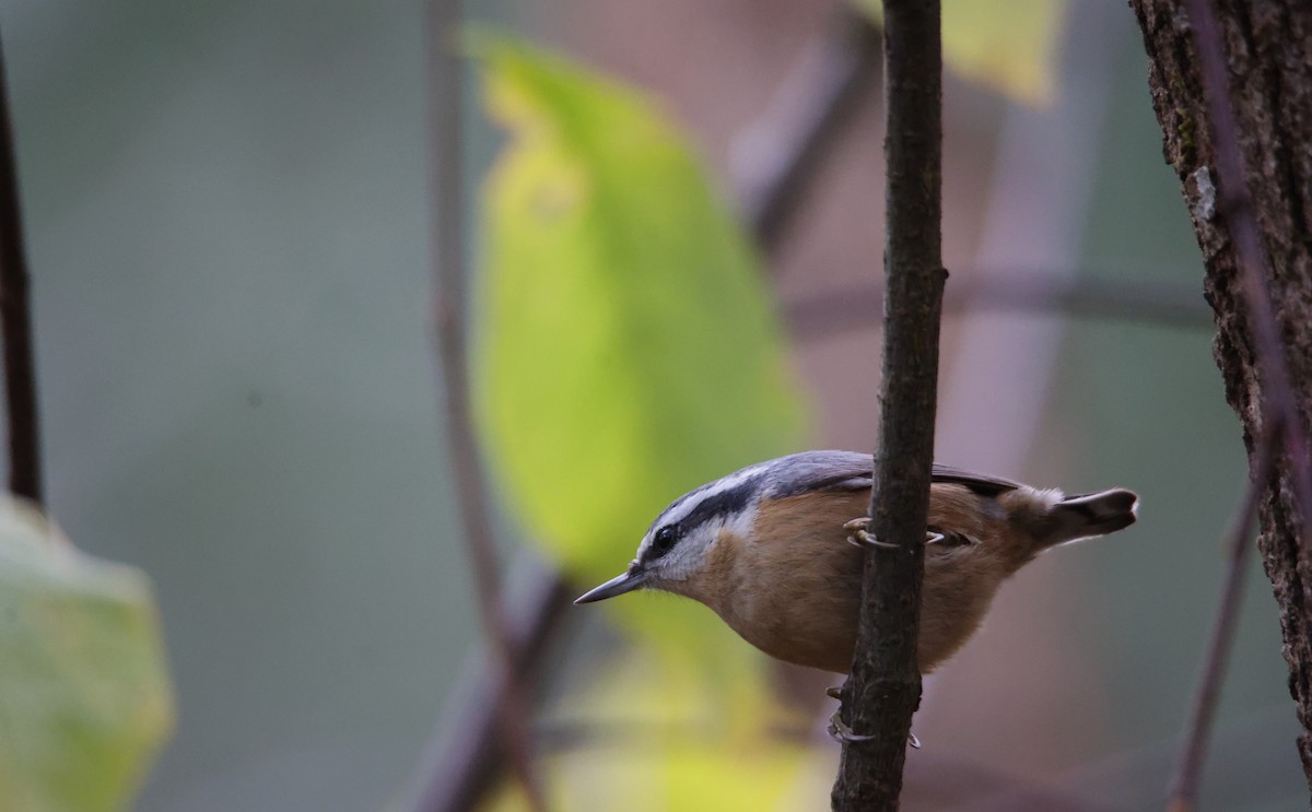 Red-breasted Nuthatch - ML610949607