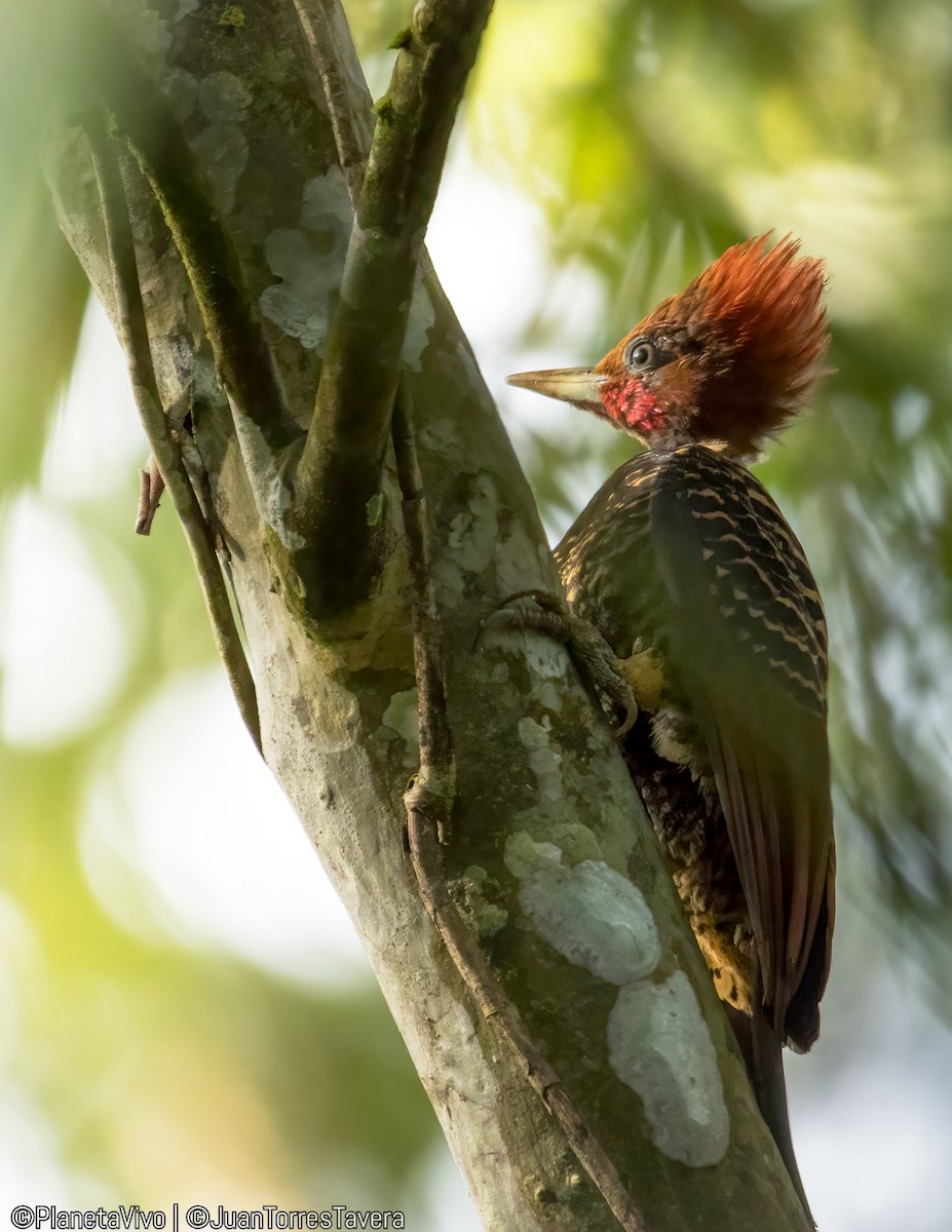 Rufous-headed Woodpecker - ML610949716