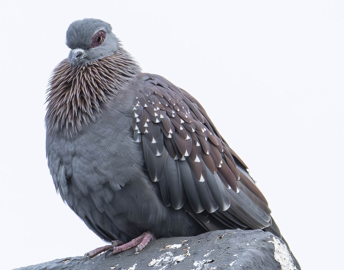 Speckled Pigeon - ML610949729